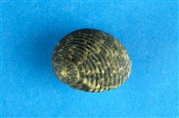 藏品(高腰蜑螺)的圖片